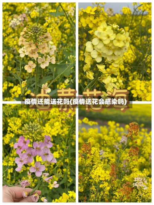 疫情还能送花吗(疫情送花会感染吗)-第3张图片
