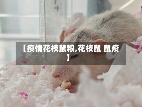 【疫情花枝鼠粮,花枝鼠 鼠疫】-第1张图片