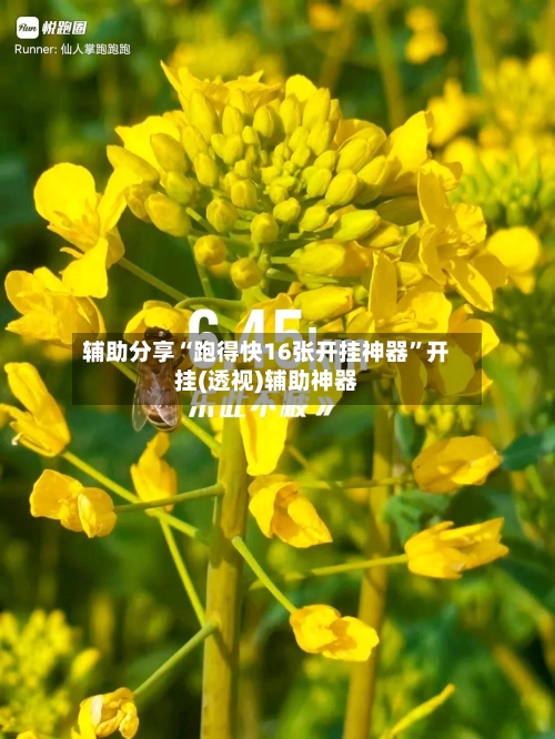 辅助分享“跑得快16张开挂神器”开挂(透视)辅助神器-第3张图片