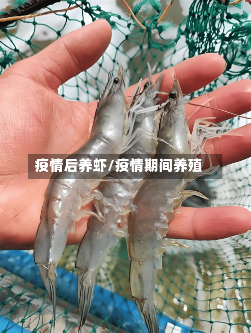 疫情后养虾/疫情期间养殖